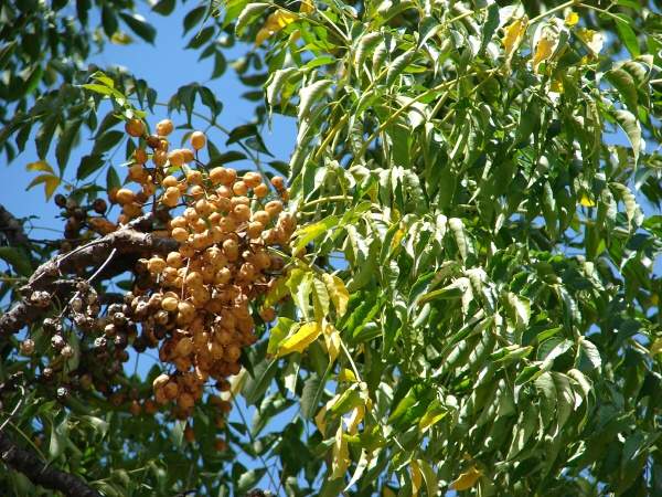 معرفی و راهنمای پرورش درختان زینتی - زیتون تلخ